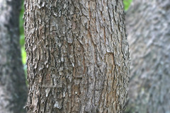 Samanea saman